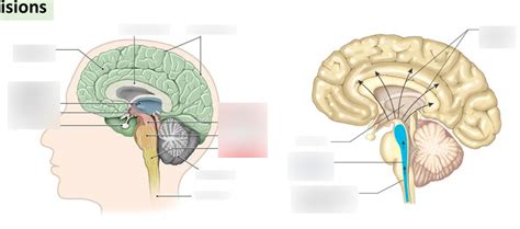 Midbrain/Hindbrain Diagram | Quizlet