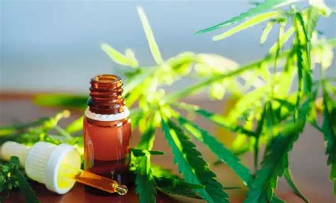 Cbd Trois Choses Savoir Sur Cette Mol Cule Optisante Fr