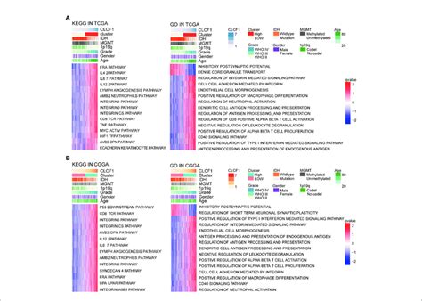 Kegg And Gene Ontology Analysis For Clcf In Pan Glioma Based On A