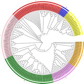 Phylogenetic Tree Gene Structure And Conserved Motif Of The Wrky Gene