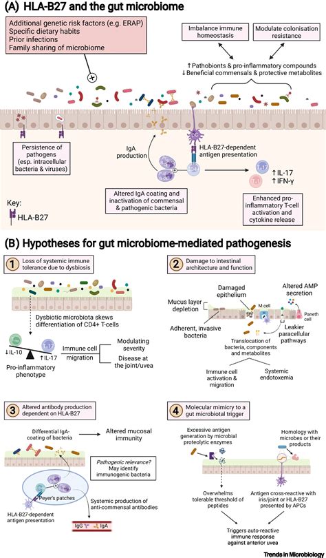 The Microbiome In Hla B Associated Disease Implications For Acute