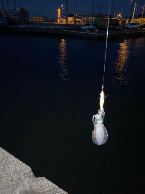 アオリ 富山県 岩瀬漁港〜浜黒崎海岸 エギング カマス 陸っぱり 釣り・魚釣り 釣果情報サイト カンパリ