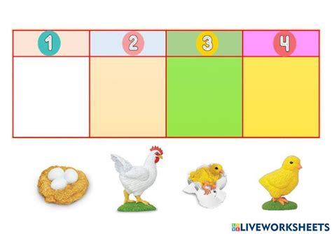 Ciclo De Vida De La Gallina Interactive Worksheet Live Worksheets