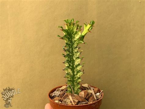 Euphorbia Trigona Cv Variegata Ableger 1300