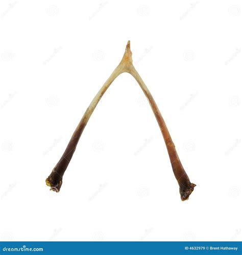 Wishbone stock image. Image of chicken, isolated, wishbone - 4632979