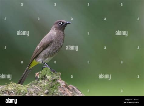 Cape Bulbul Pycnonotus Capensis Western Cape South Africa Stock