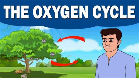 Oxygen Cycle Steps And Facts Ographic For Kids Mocomi 55 Off