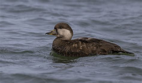 Black Scoter Female Black Scoter Sandy Hook Nj C Hantis Flickr