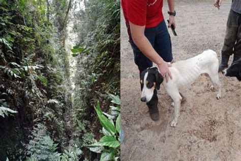 Bombeiros resgatam cachorro que caiu de altura de 30 metros Metrópoles