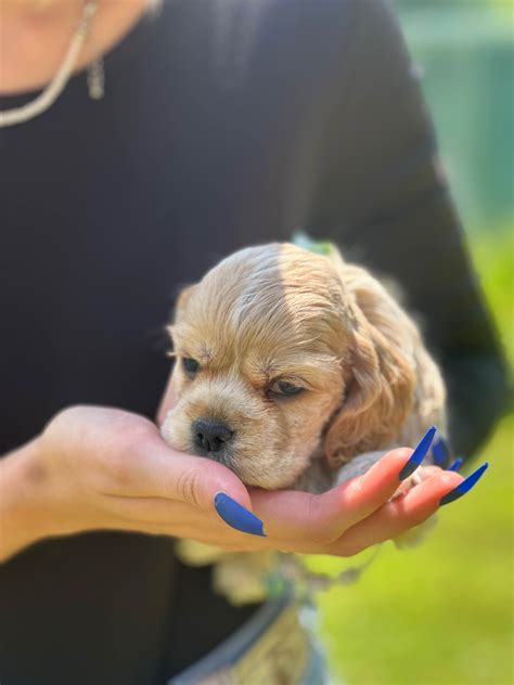 Cocker Spaniel Puppies For Sale In Illinois