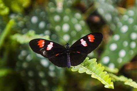 Butterflies In Bloom Returns To Dow Gardens March