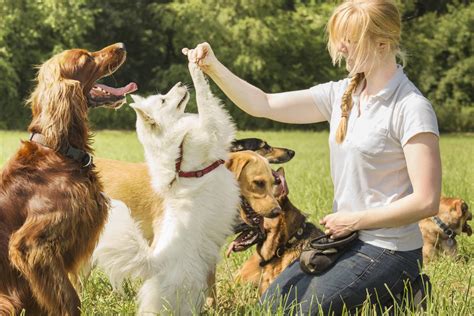 Éducateur canin tout savoir sur le métier Emploi org