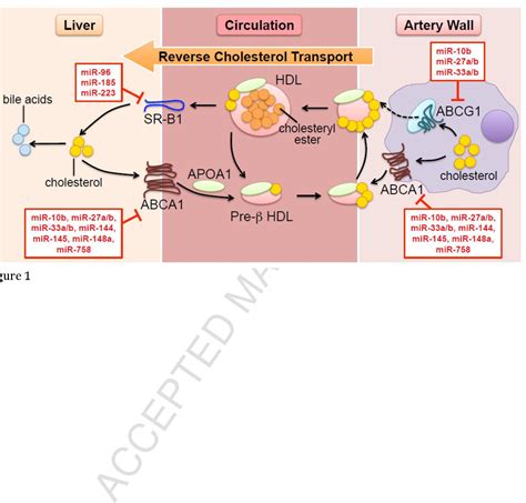 Figure 1 From Mirnas And High Density Lipoprotein Metabolism