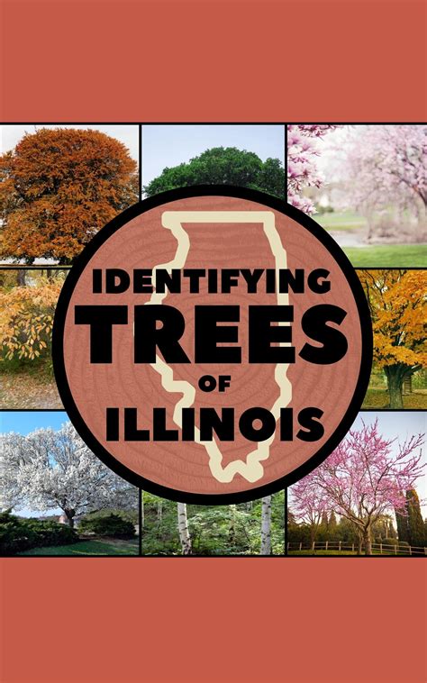 Buy Identifying Trees Of Illinois A Simple Identification Guide Book To Identify Tree Leaves