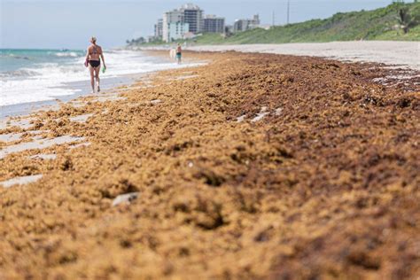 Heres The Real Story Behind The Massive Blob Of Seaweed Heading