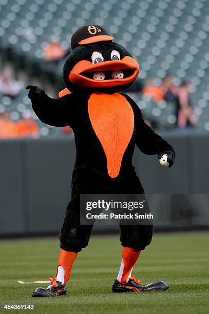 103 Oriole Bird Mascot Stock Photos, High-Res Pictures, and Images ...
