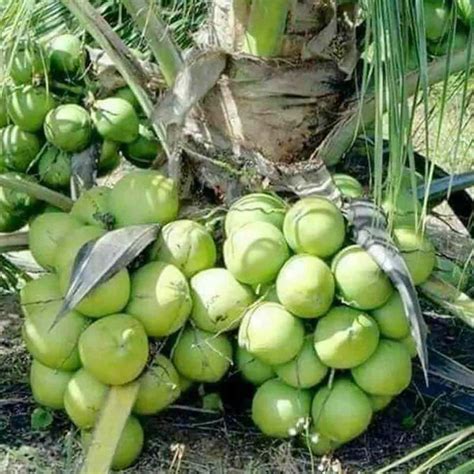 Kelapa Genjah Pandan Wangi Makin Diminati Petani Di Aceh