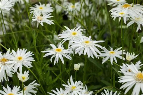 Leucanthemum X Superb Wirral Supreme Garten Margerite Wirral