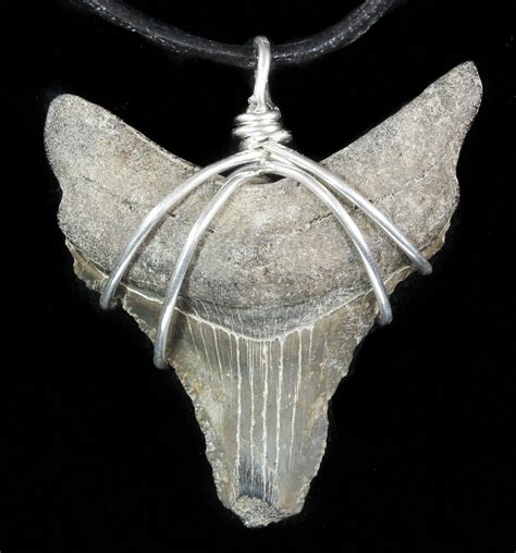 Fossil Megalodon Tooth Necklace For Sale Fossilera