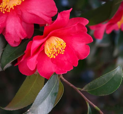 Camellia Sasanqua Online Cityofclovis Org