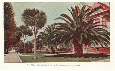 Vintage Postcard 1900s Street Scene In Southern California Ca Palm