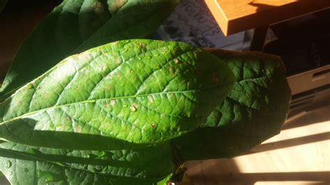 Avocado Brown Spots And Curling Leaves On Avocado