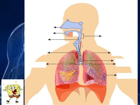 Tujuan Pembelajaran Jenis Jenis Pernapasan Penyakit Atau Gangguan Pada