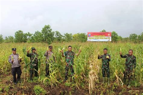 Panen Perdana Jagung Di Lahan Kodim 1015 Spt 101KPFM