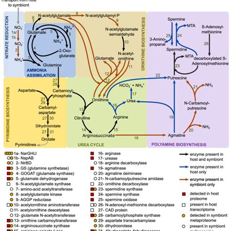 (PDF) Host-microbe interactions in the chemosynthetic Riftia pachyptila ...