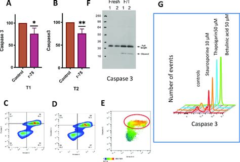 Changes In Caspase 3 And Phosphatidylserine PS Transposition After