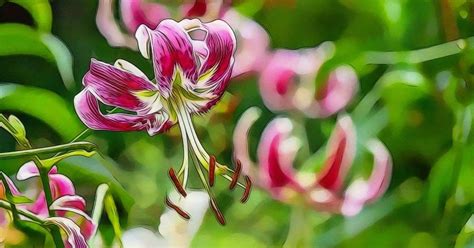 Stargazer Lily Flower Meaning And Symbolism WhenYouGarden