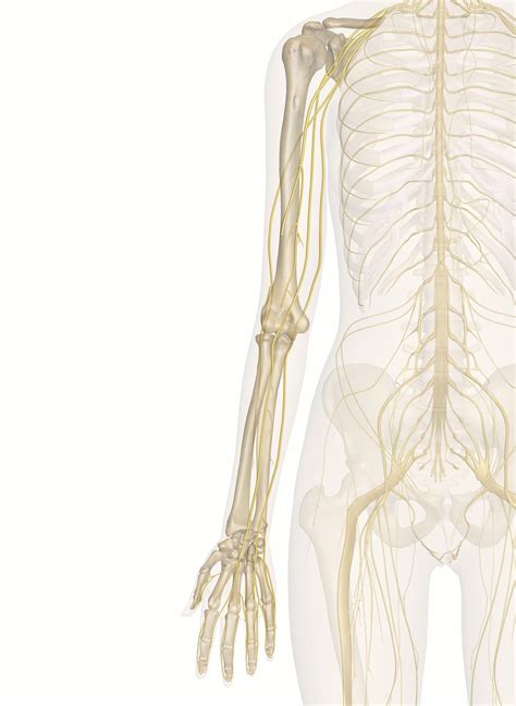 Human Arm Side View