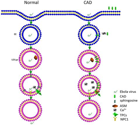 Proposed Hypothesis Of Ebola Entry Inhibition By Cads Under Normal