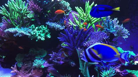 Coral Reef Aquarium Fish Tank With Water Sound Tropical Fish