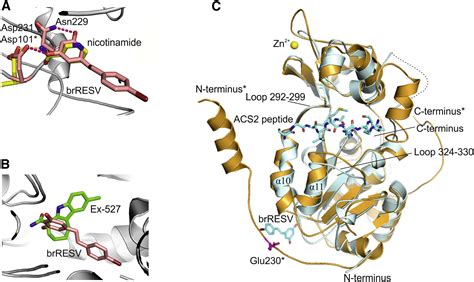 Crystal Structures Of Sirt3 Complexes With 4 Bromo Resveratrol Reveal