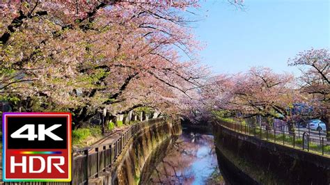 Cherry Blossoms 2023 Tokyo, Japan Walking Tour 🌸 - Alo Japan