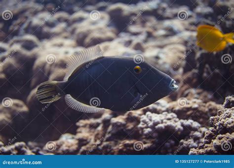 masked triggerfish  coral reef stock image image  triggerfish