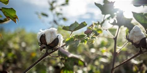 Cai Pegs Its Latest Cotton Pressing Estimate For Season