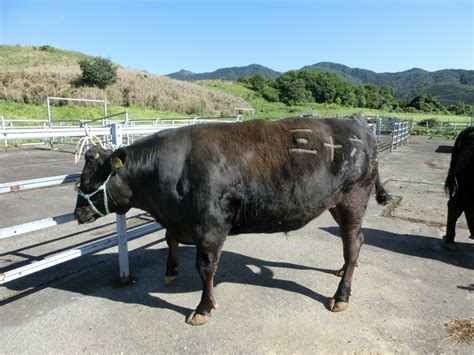 みついし牛枝肉研究会・名人会へ Jaみついし