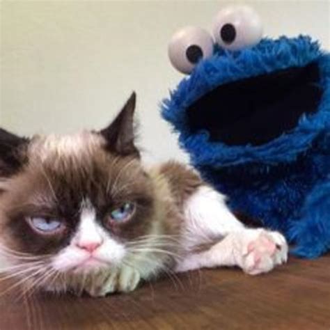 Grumpy Cat And Cookie Monster Grumpy Cat Know Your Meme