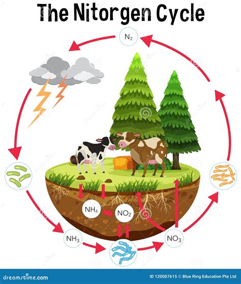 A Science Poster Of Nitrogen Cycle Stock Vector Illustration Of