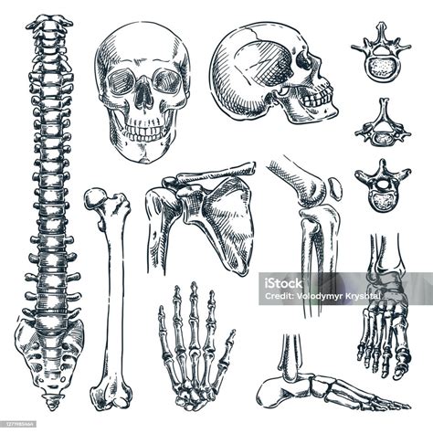 Kerangka Manusia Tulang Dan Sendi Terisolasi Pada Latar Belakang Putih