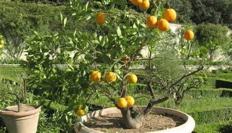 Pruning Lemon Trees in Pots: A Step-by-Step Guide-2024