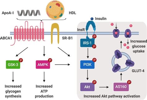 Role Of Highâ€ Density Lipoproteins In Cholesterol Homeostasis And