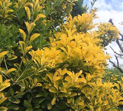 Euonymus Europaeus Plant Fusain D Europe Vente Arbre Et Arbuste