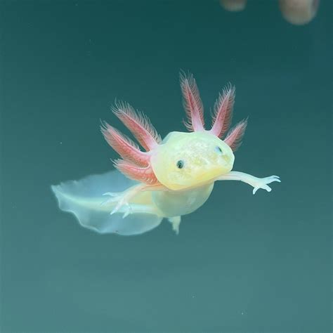 Gfp Leucistic Axolotl Axolotls For Sale Axolotl Planet