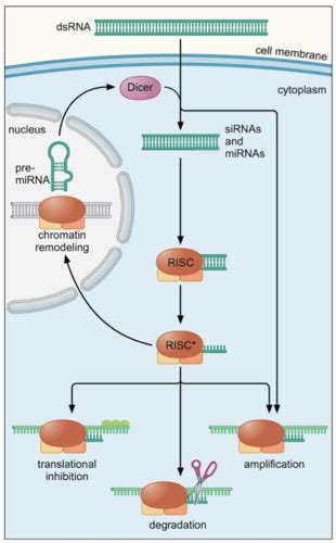 Rnai Micrornas And Disease Flashcards Quizlet