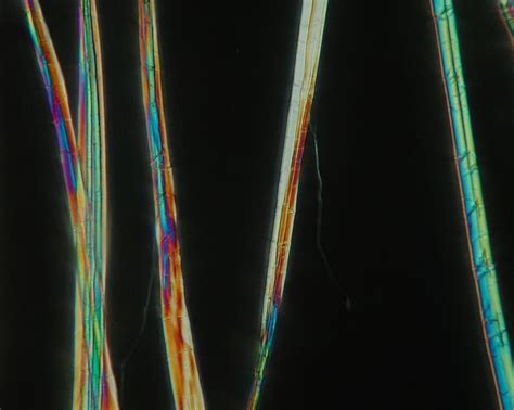 Fiber Microscopy | Fiber, Microscopy, Cellulose fiber