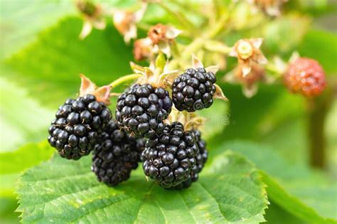 Natural Fresh Blackberries In A Garden Bunch Of Ripe Blackberry Fruit