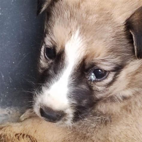 Cuccioli Di Cane Lasciati Morire Sotto Il Sole Cocente Orrore A